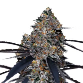 San Fernando Valley x The Purps (Growers Choice) feminisoidut