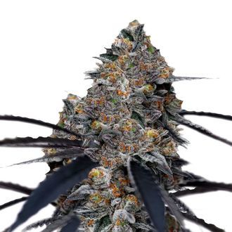 San Fernando Valley x The Purps (Growers Choice) Feminisoidut