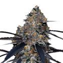 San Fernando Valley x The Purps (Growers Choice) Feminisoidut