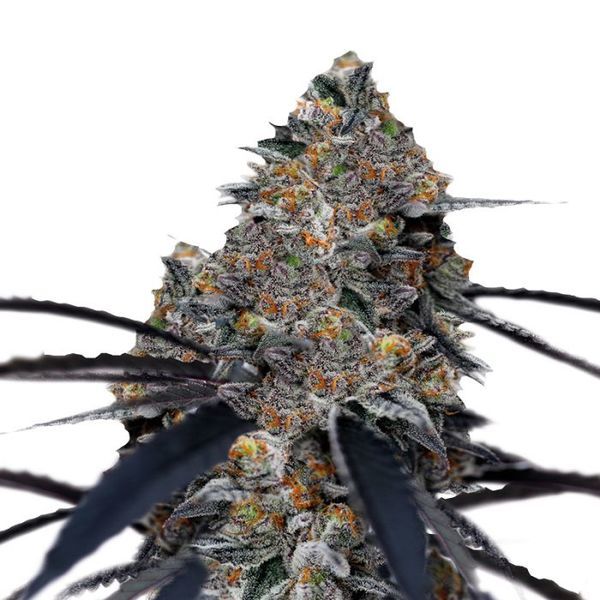 San Fernando Valley x The Purps (Growers Choice) Feminisoidut