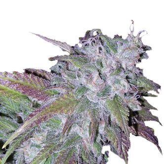 Silver Grape Sherbet (Growers Choice) feminisoitu