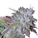 Silvergrape Sherbet (Growers Choice) Feminisoidut