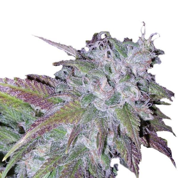 Silvergrape Sherbet (Growers Choice) Feminisoidut