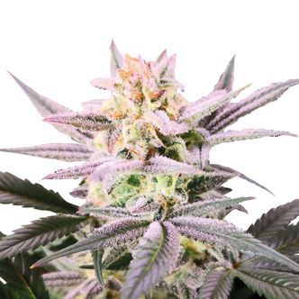 Watermelon Weddingcake (Growers Choice) feminisoidut kannabiksen siemenet
