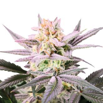 Watermelon Weddingcake (Growers Choice) Feminisoidut
