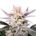 Watermelon Weddingcake (Growers Choice) Feminisoidut