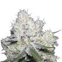 Weddingcake x Frosty Gelato (Growers Choice) Feminisoidut
