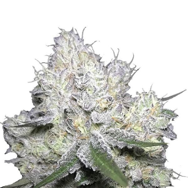 Weddingcake x Frosty Gelato (Growers Choice) Feminisoidut