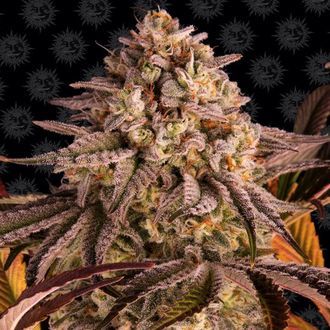 Blue Sunset Sherbert (Barney's Farm) Feminisoidut