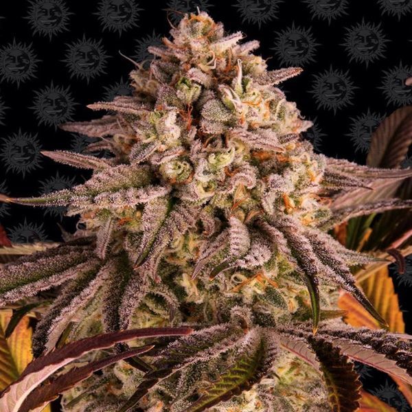 Blue Sunset Sherbert (Barney's Farm) Feminisoidut