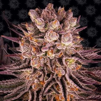 Mimosa x Orange Punch (Barney's Farm) Feminisoidut