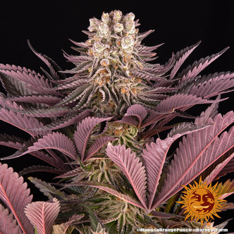 Mimosa x Orange Punch (Barney's Farm) feminisoidut kannabiksen siemenet