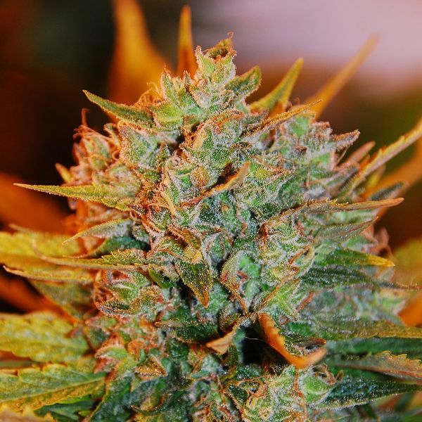 Gigabud (G13 Labs) Feminisoidut