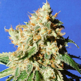 Blueberry Cookies Auto (Original Sensible) feminisoidut