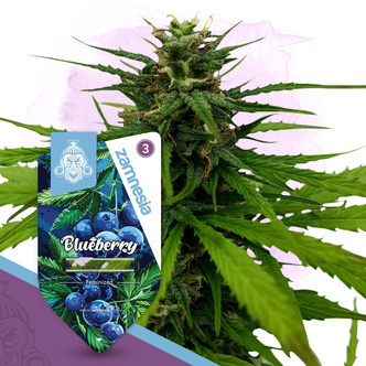 Blueberry (Zamnesia Seeds) feminisoitu