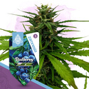 Blueberry (Zamnesia Seeds) Feminisoidut
