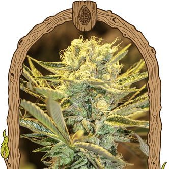 Hippieberry (Exotic Seed) feminisoidut