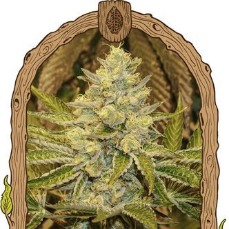 Exotic Animal (Exotic Seed) feminisoitu