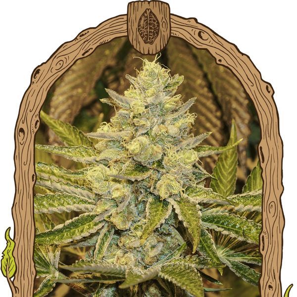 Exotic Animal (Exotic Seed) Feminisoidut
