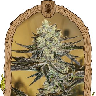Malasana Gelato (Exotic Seed) feminisoidut kannabiksen siemenet