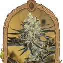 Malasaña Gelato (Exotic Seed) Feminisoidut