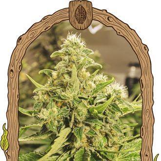 Exotic Pure CBG (Exotic Seed) Feminisoidut