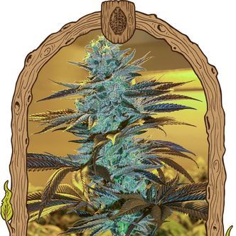 Purple Monkey Auto (Exotic Seed) feminisoidut kannabiksen siemenet