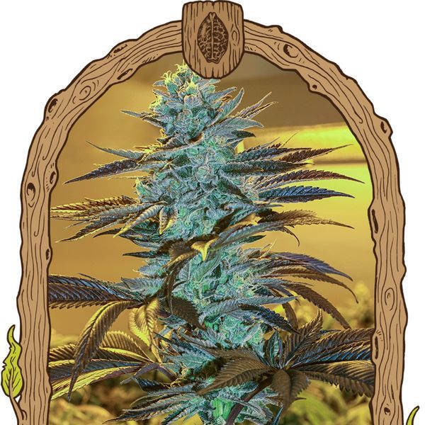 Purple Monkey Auto (Exotic Seed) Feminisoidut