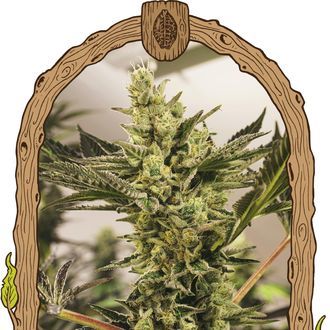 Banana Mash Auto (Exotic Seed) Feminisoidut