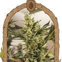 Banana Mash Auto (Exotic Seed) Feminisoidut