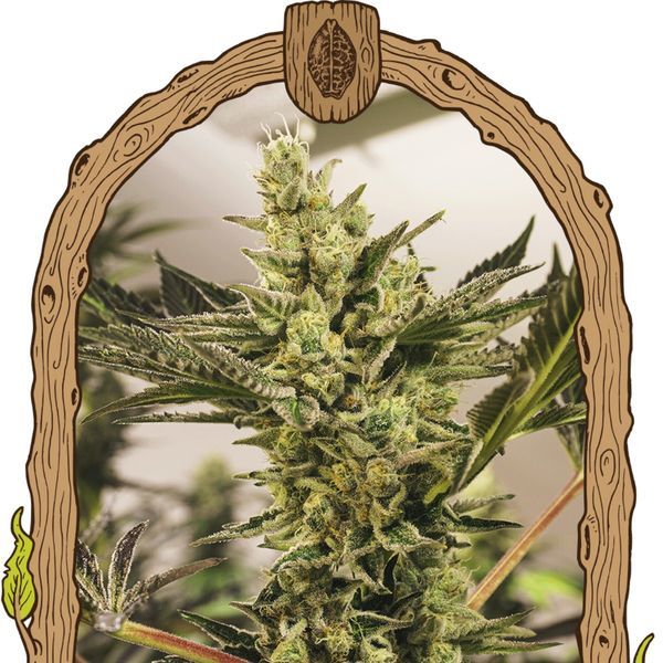 Banana Mash Auto (Exotic Seed) Feminisoidut