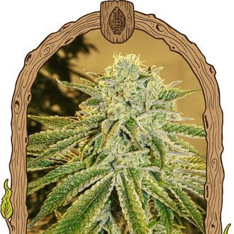 White Banana Auto (Exotic Seed) Feminisoidut