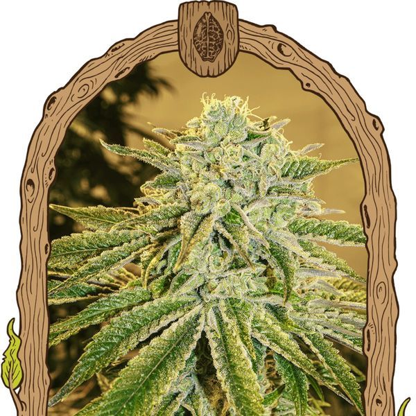 White Banana Auto (Exotic Seed) Feminisoidut