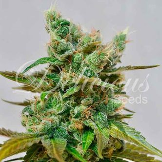 Honeybells (Delicious Seeds) feminisoidut