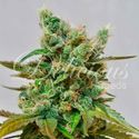 Honeybells (Delicious Seeds) femisoidut kannabiksen siemenet