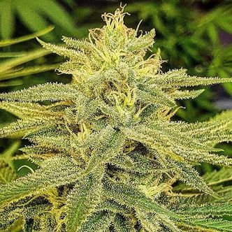 Lord Kush (Delicious Seeds) feminisoitu