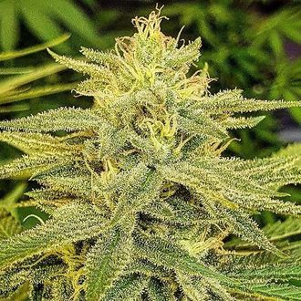 Lord Kush (Delicious Seeds) Feminisoidut