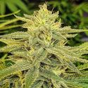 Lord Kush (Delicious Seeds) Feminisoidut