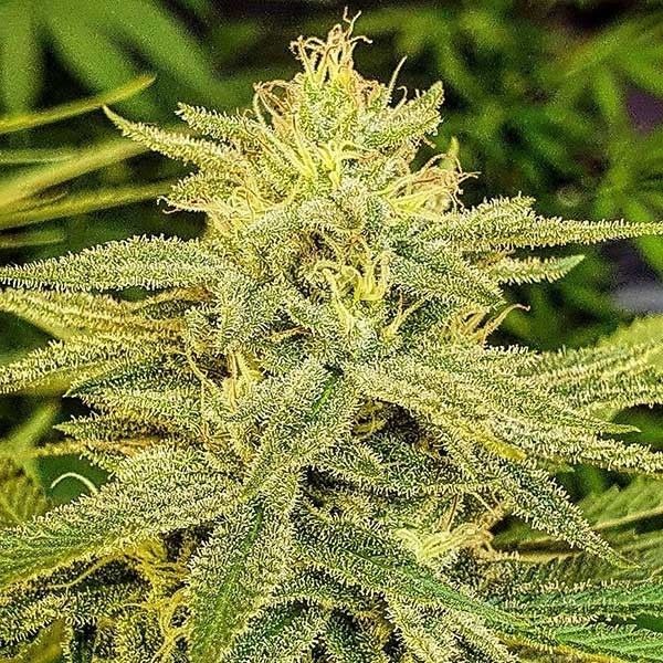 Lord Kush (Delicious Seeds) Feminisoidut
