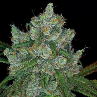 Bruce Banner 3 (Anesia Seeds) feminisoidut