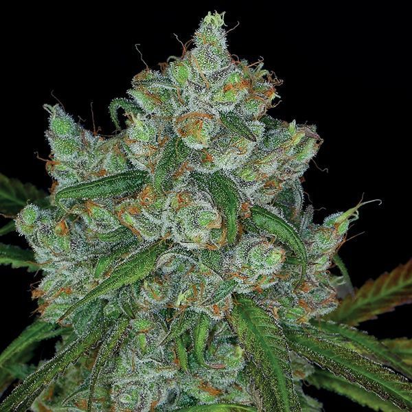 Bruce Banner 3 (Anesia Seeds) Feminisoidut