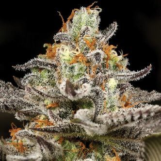 Sleepy Joe (Anesia Seeds) feminisoidut kannabiksen siemenet