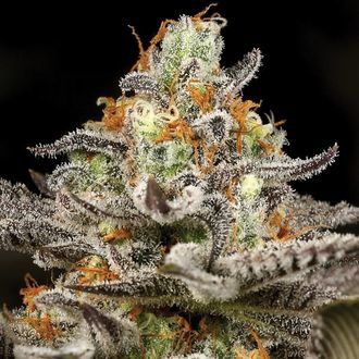 Sleepy Joe (Anesia Seeds) Feminisoidut
