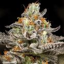 Sleepy Joe (Anesia Seeds) Feminisoidut