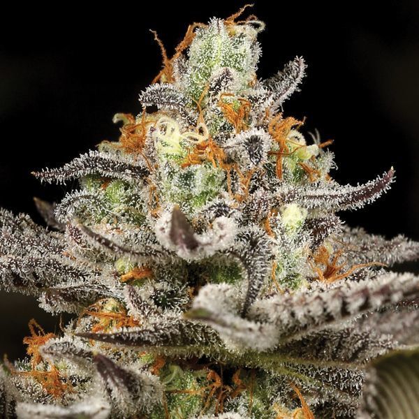 Sleepy Joe (Anesia Seeds) Feminisoidut