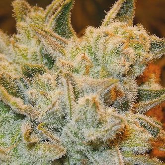 White Runtz (Anesia Seeds) feminisoidut