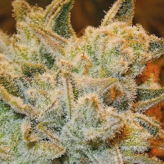 White Runtz (Anesia Seeds) Feminisoidut