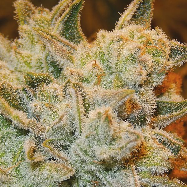 White Runtz (Anesia Seeds) Feminisoidut