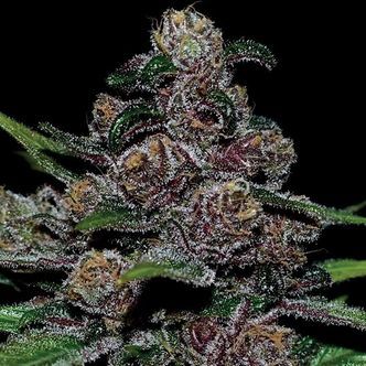 Auto Blackberry Moonrocks (Anesia Seeds) feminisoidut