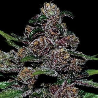 Auto Blackberry Moonrocks (Anesia Seeds) Feminisoidut